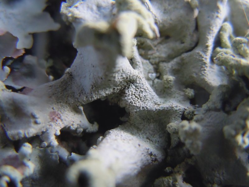 dalle dune di Porto Liscia (Santa Teresa Gallura) 1
